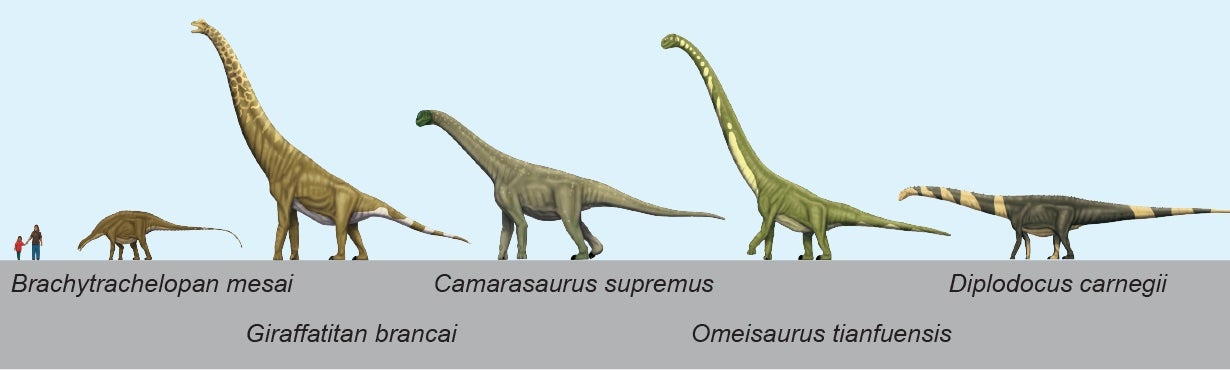Illustrations show sizes and body proportions of various sauropods.