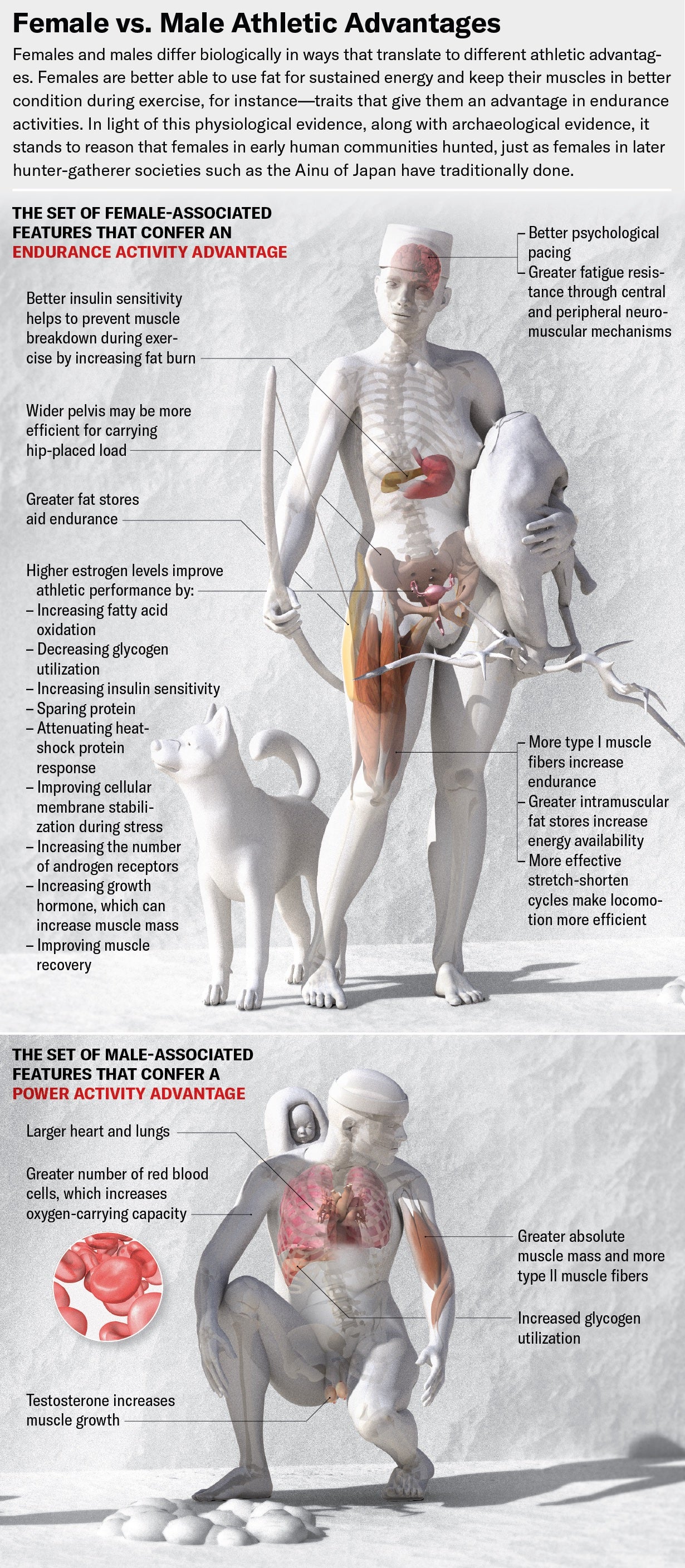 Illustration shows a female figure carrying an animal she has hunted and a male figure tending a fire with an infant on his back. Various organs superimposed in color on the monochromatic figures highlight body parts and physiological processes associated with the female endurance activity advantage and the male power activity advantage.