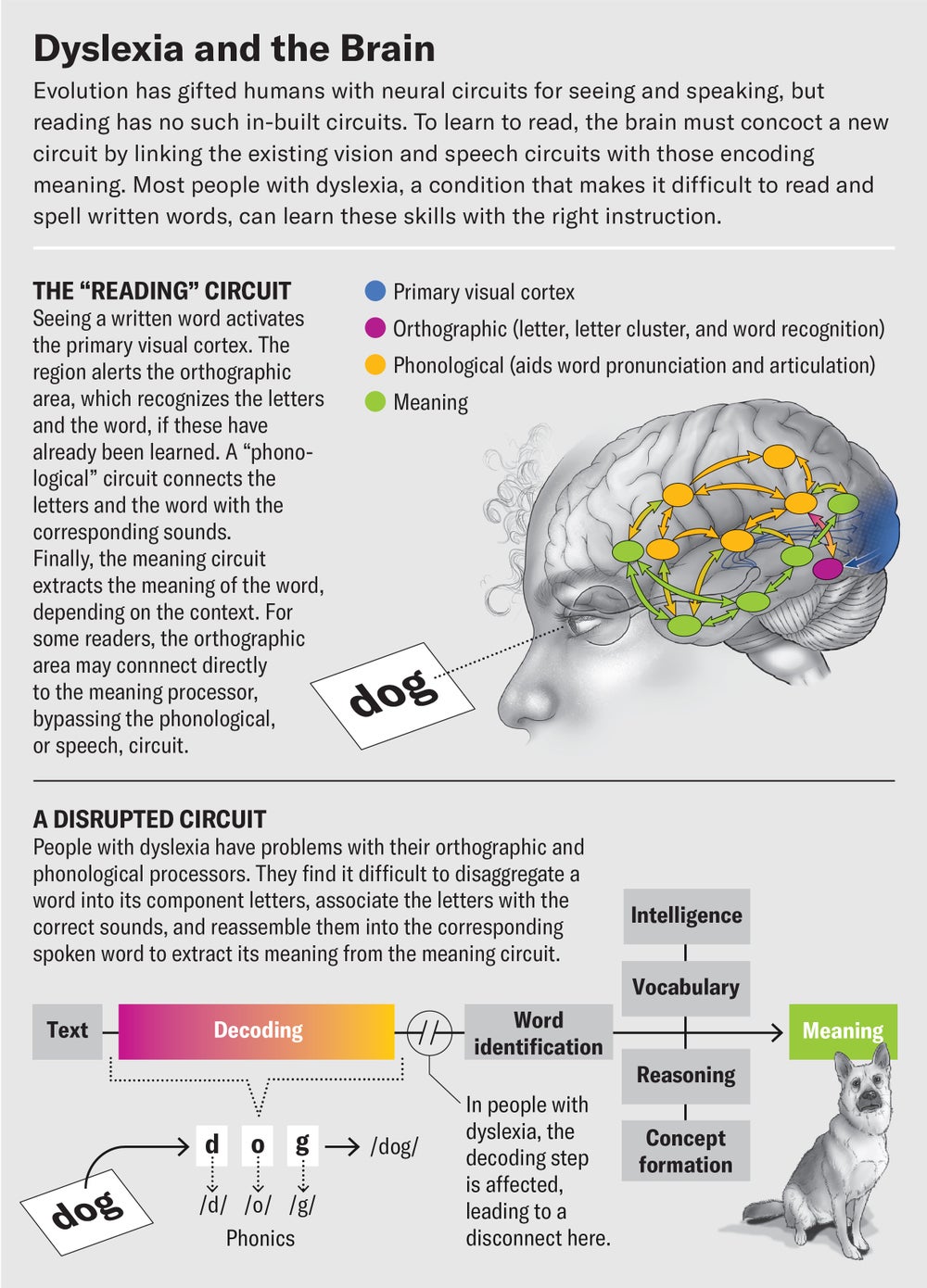 A graphic highlights brain regions involved in the “reading” circuit and shows how dyslexia disrupts the decoding step of the process, making it harder to identify a word and its meaning.