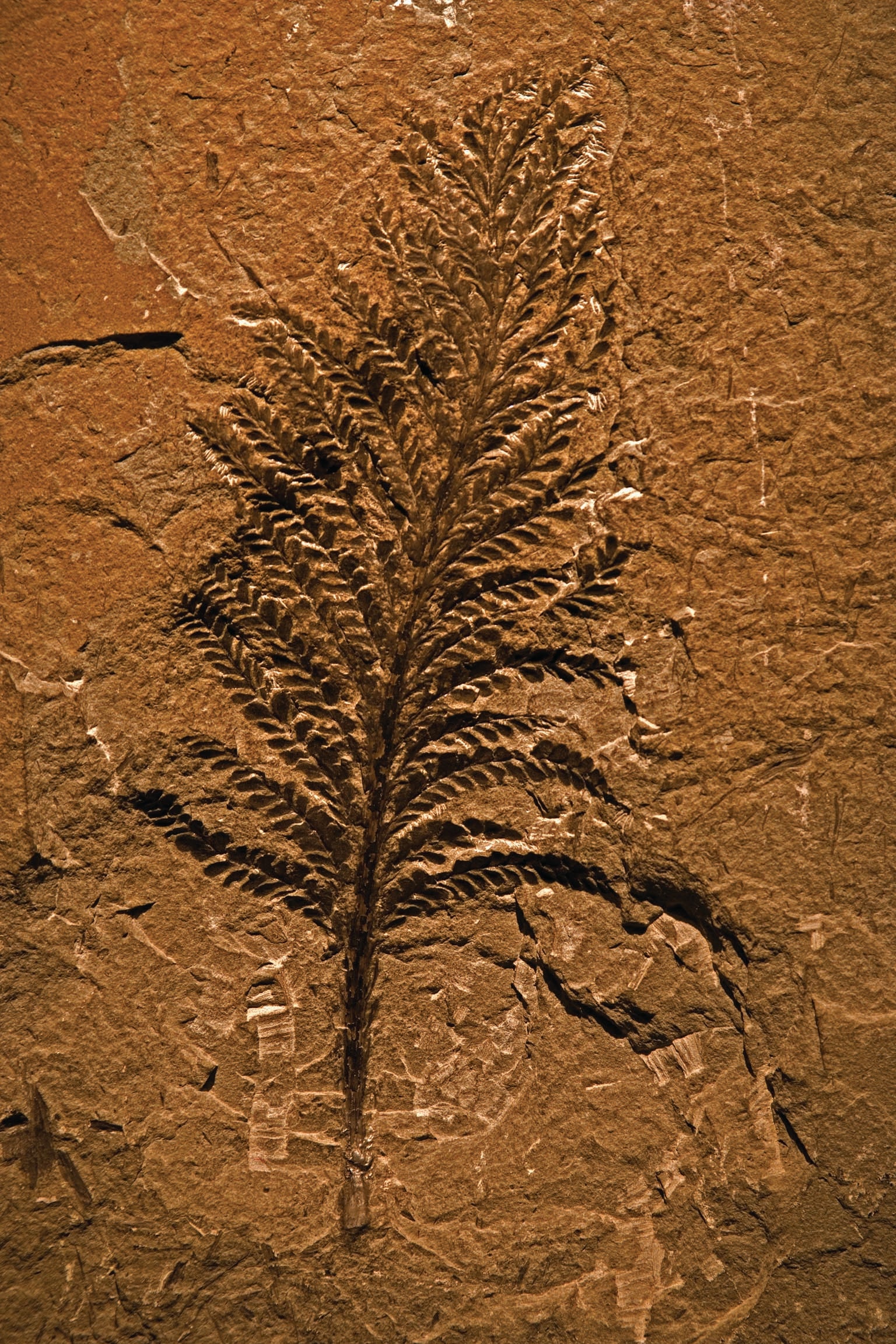 Fossilized Archaeopteris leaf