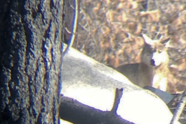 One of the wolves sighted in Sequoia National Forest