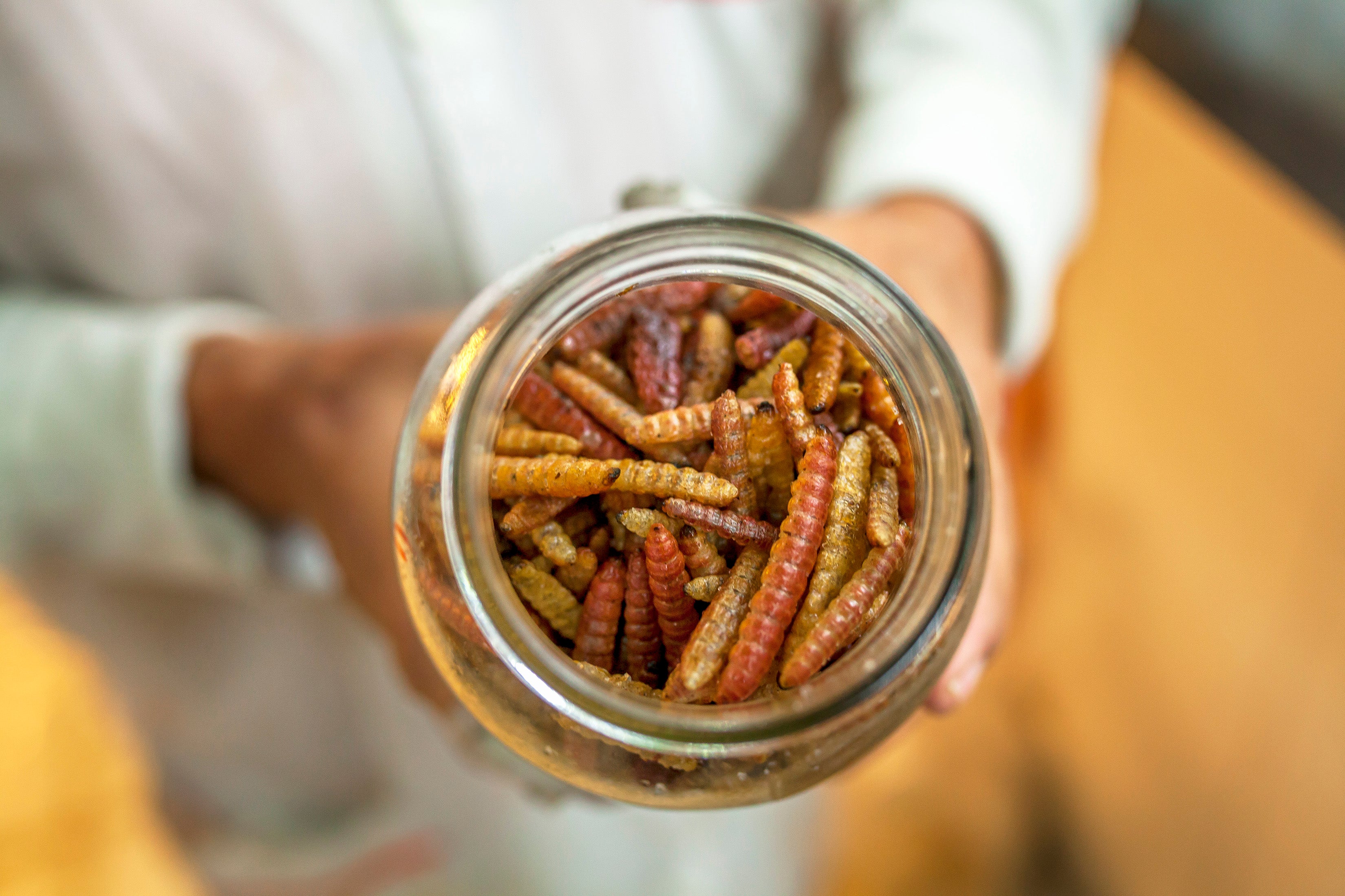 A jar of Comadia redtenbacheri larvae, which are sometimes added to mezcal bottles.