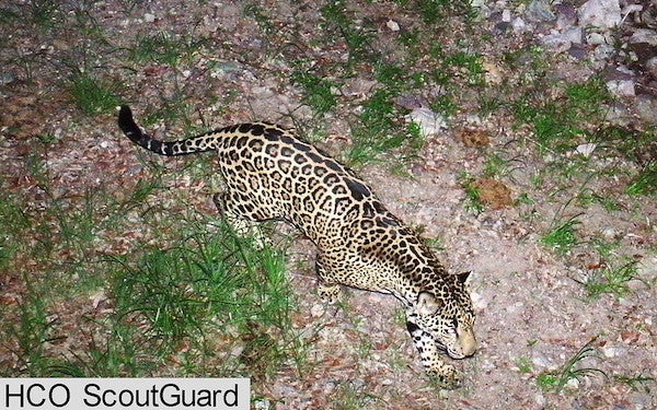 Let's Rebuild the . Jaguar Population--Yes, Jaguars - Scientific American