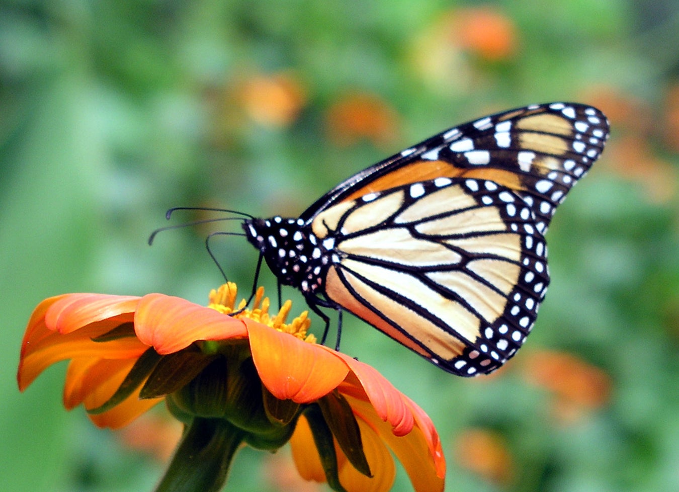 Highways Could Help Bears and Butterflies | Scientific American