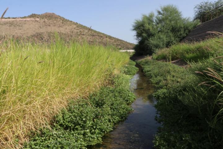 River Ecosystem Restoration Can Mean Just Add Water - Scientific American