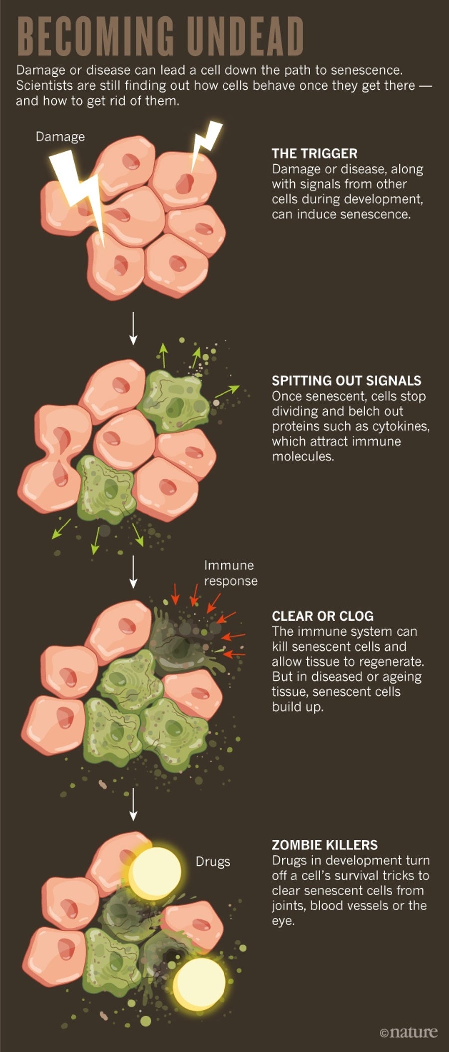 to-stay-young-kill-zombie-cells-scientific-american