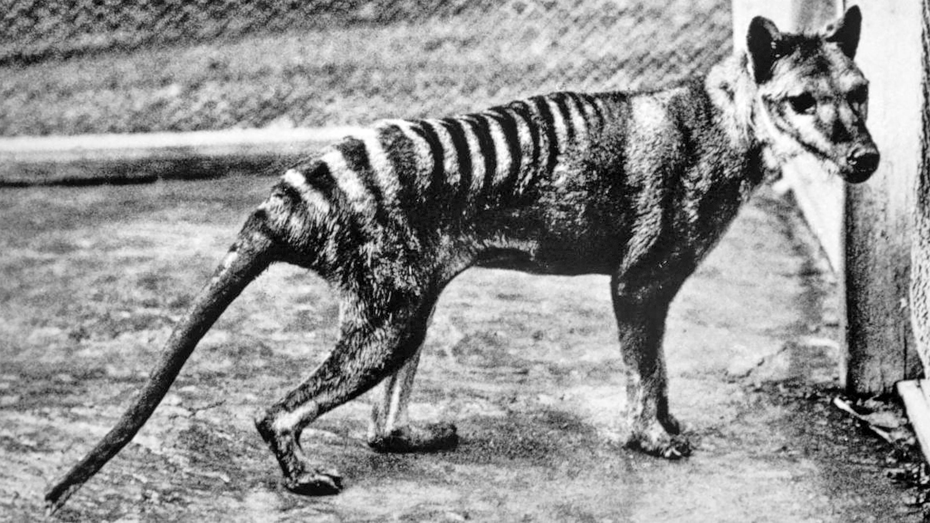 Tasmanian Tiger Clone 2022