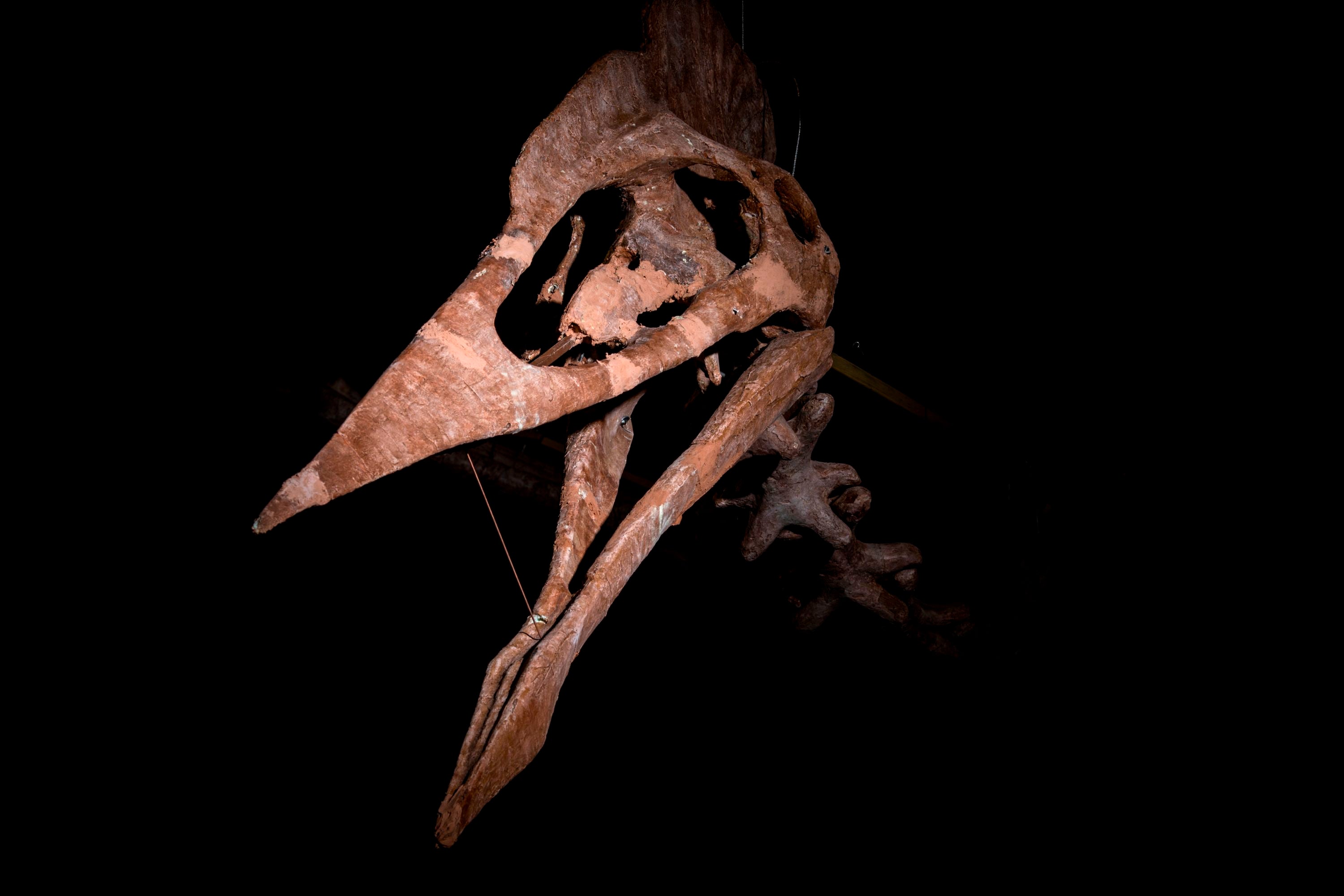 tupuxuara dinosaur