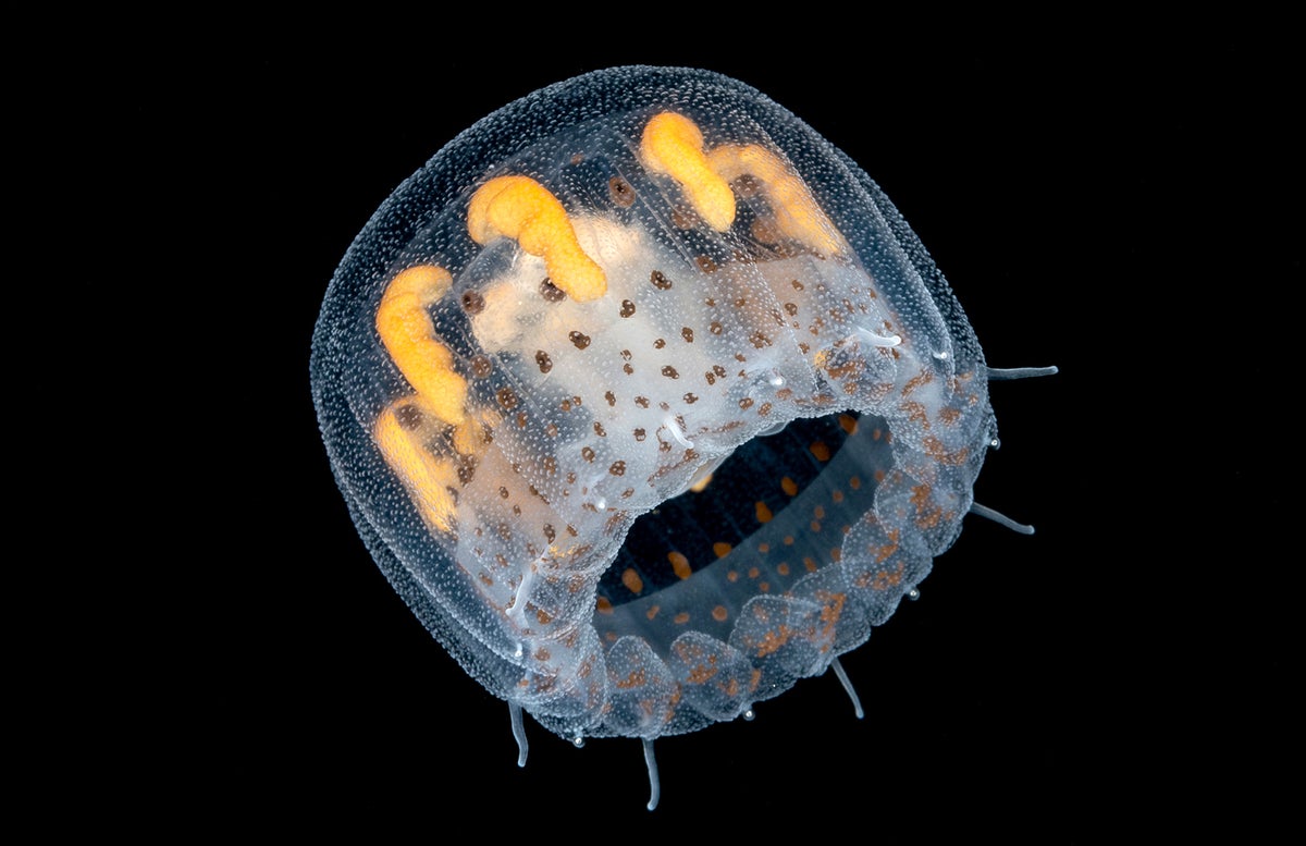 Larval thimble jellyfish.