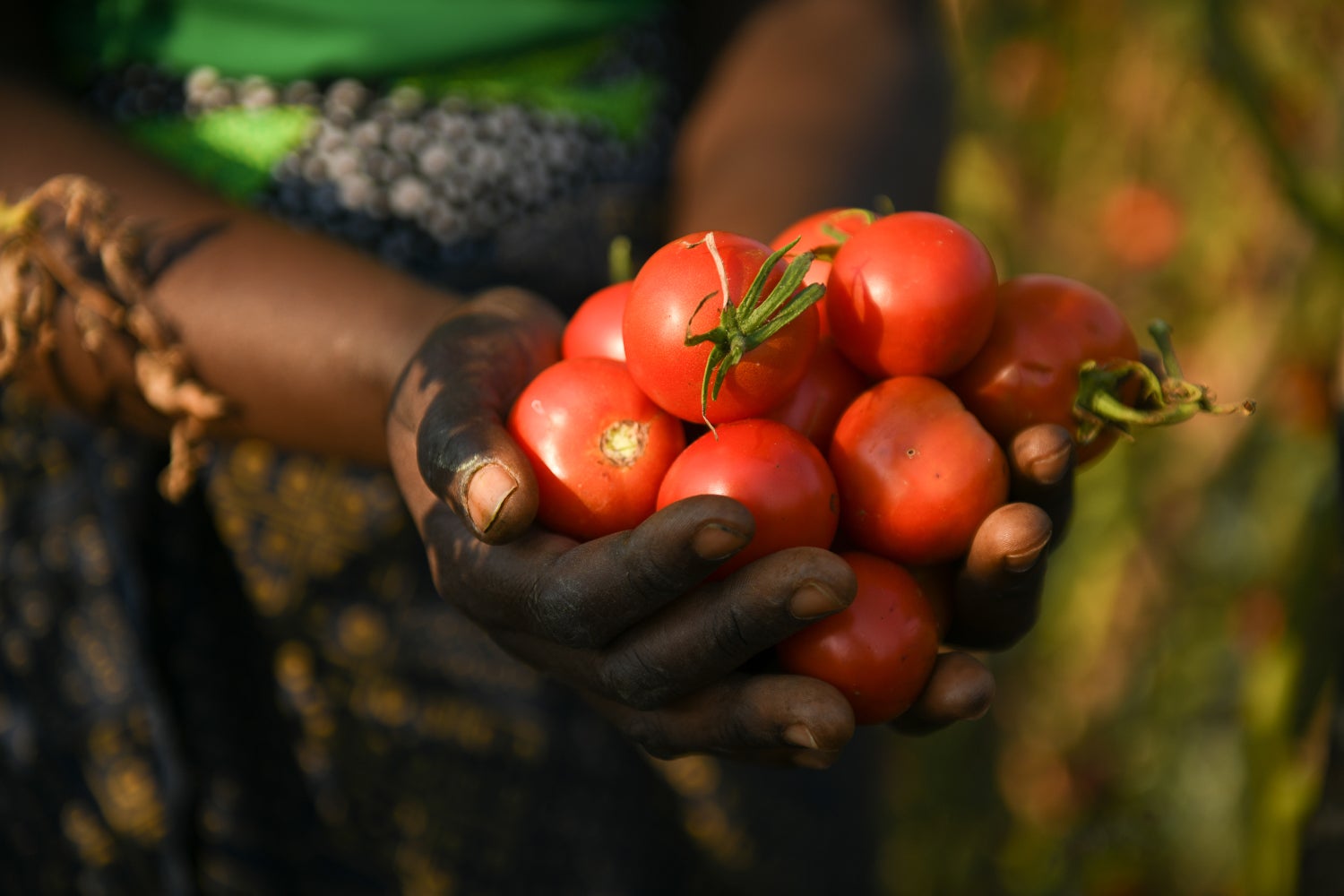 Close up of tomatoes.