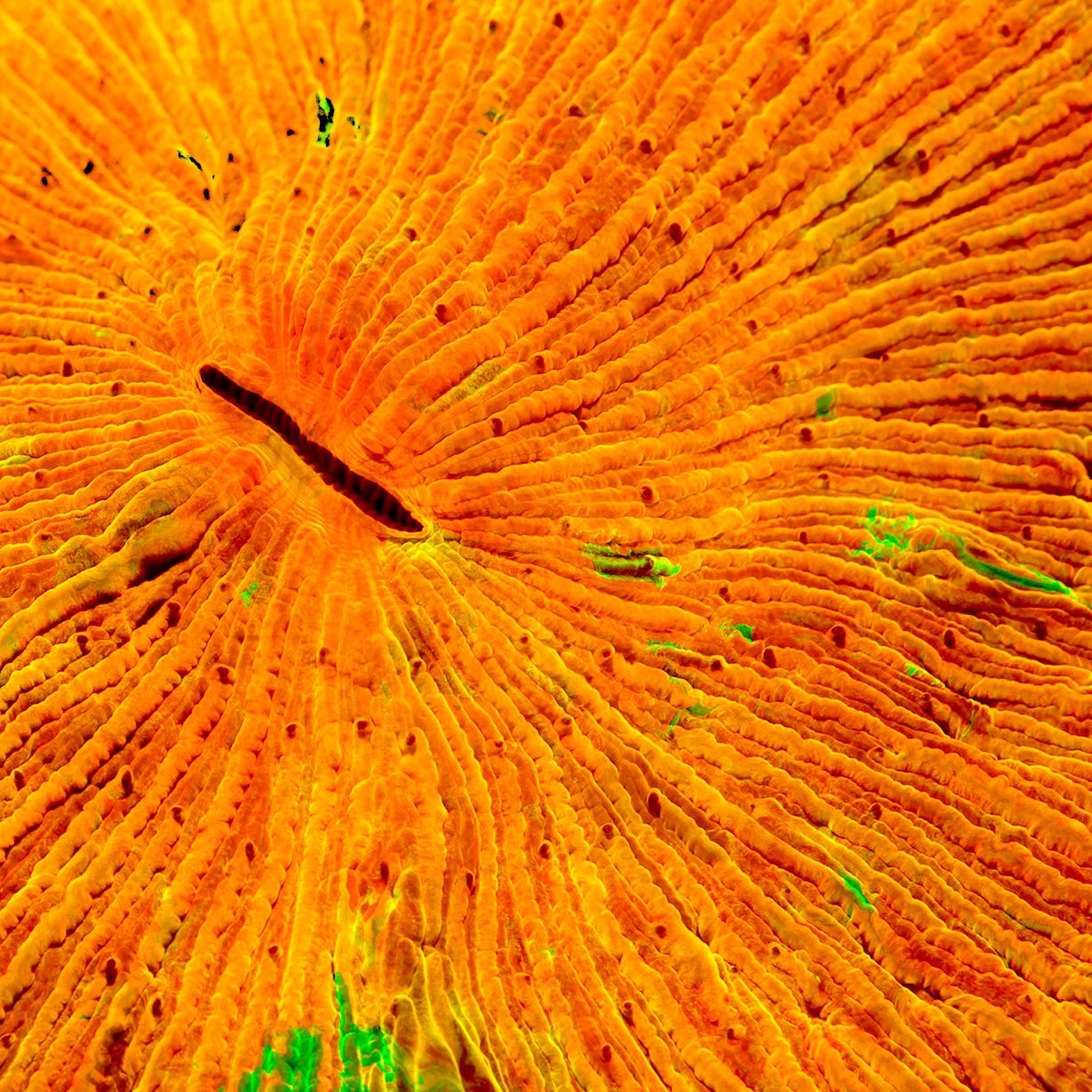 Mouth of a Cycloseris coral