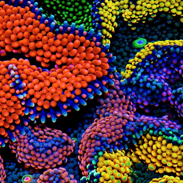 The Kaleidoscopic Art of Threatened Corals | Scientific American