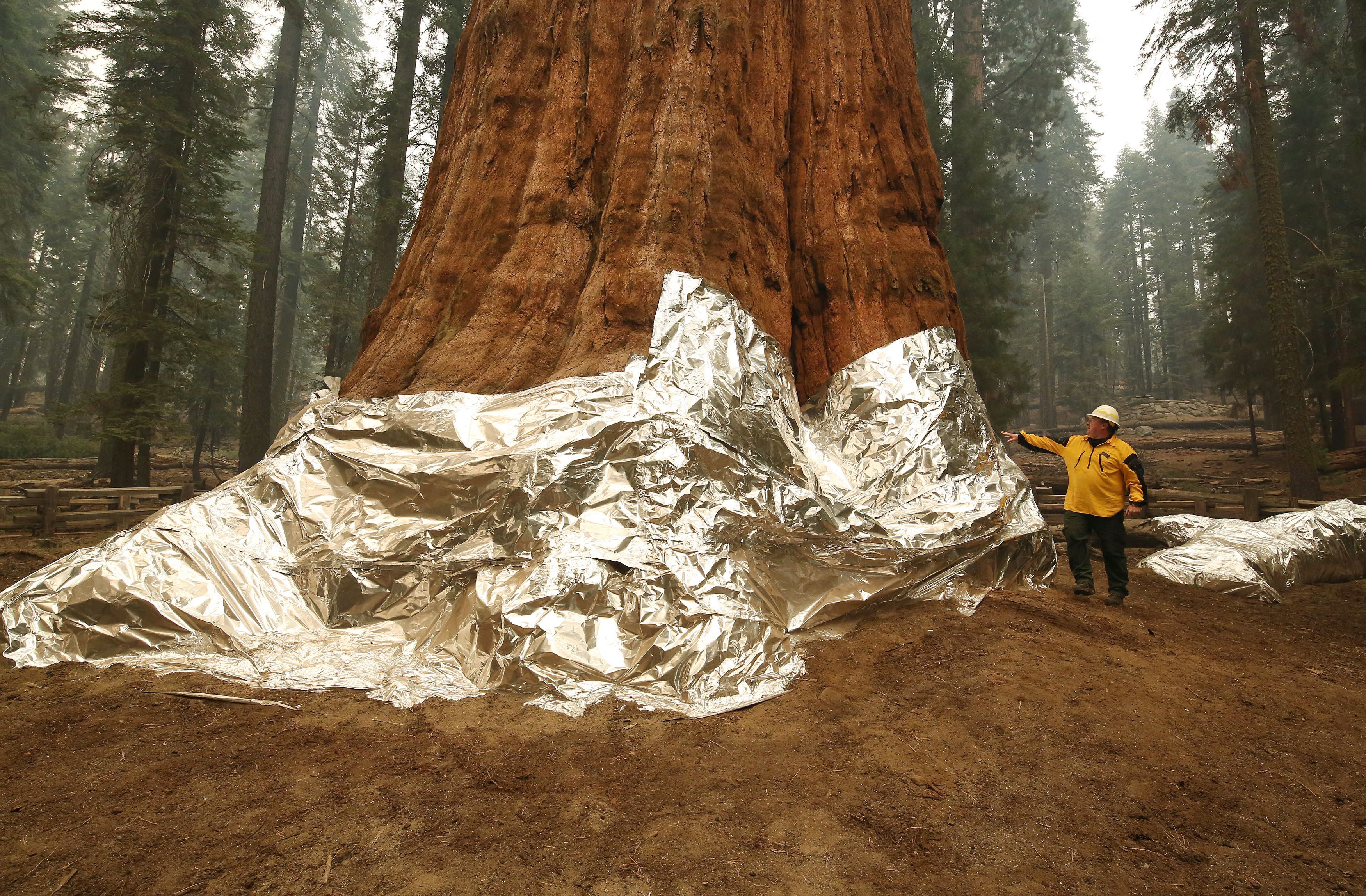 Bears and giant trees at Sequoia National Park - Digging