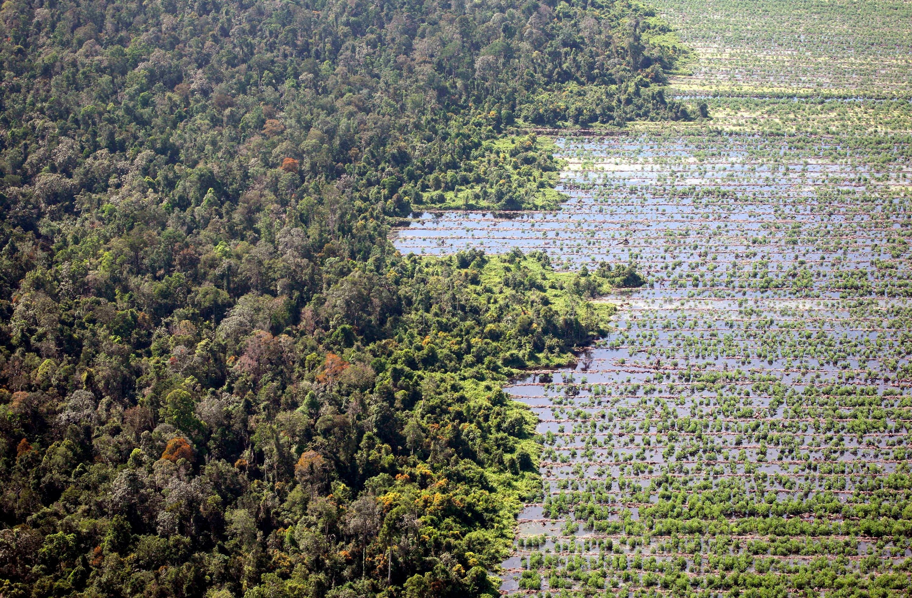 Вырубка лесов в Индонезии