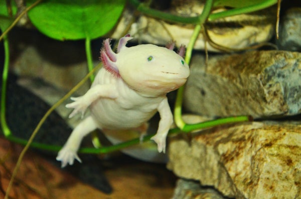 Biology's Beloved Amphibian--the Axolotl--Is Racing toward Extinction ...