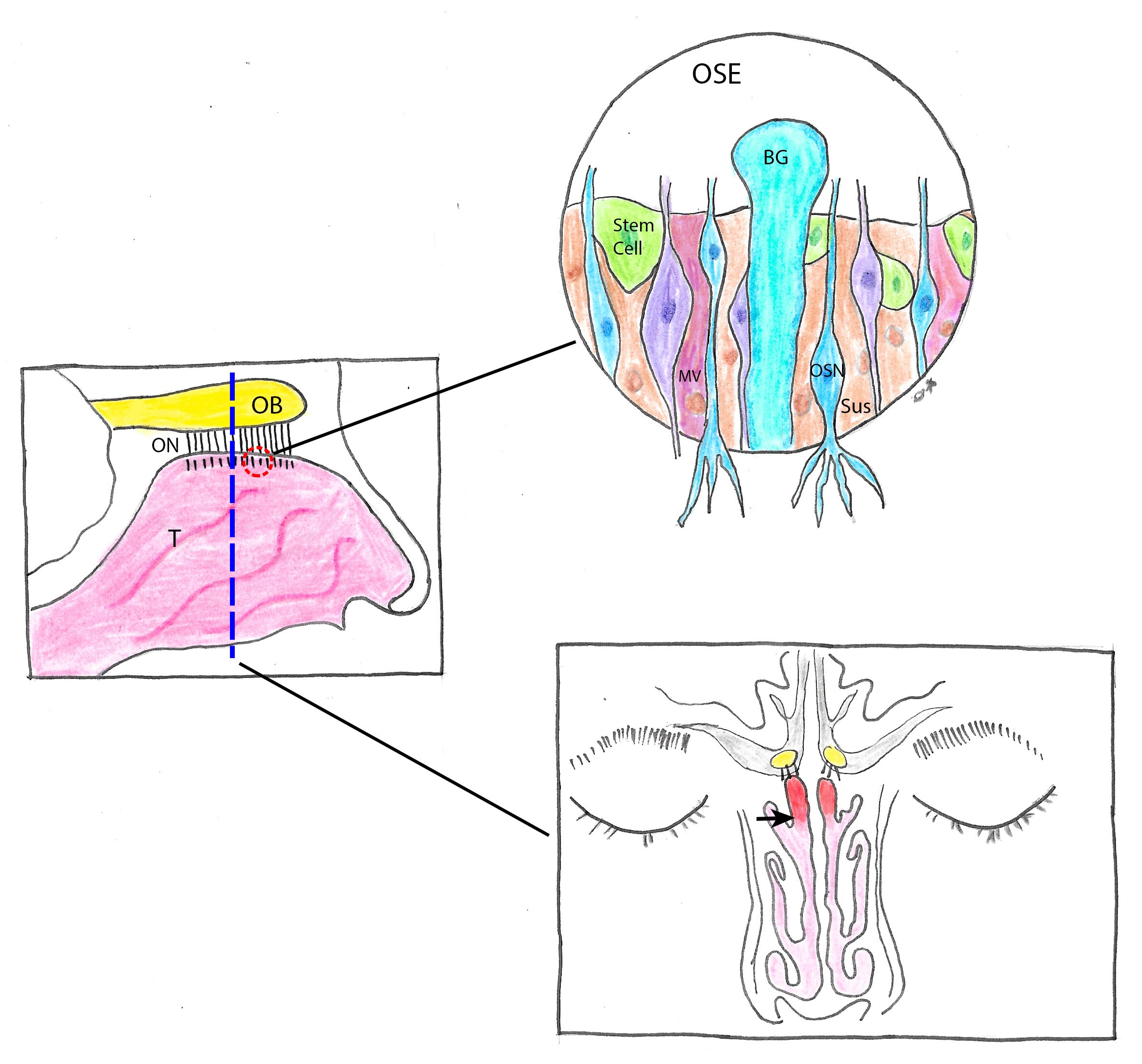 why-covid-19-makes-people-lose-their-sense-of-smell-scientific-american