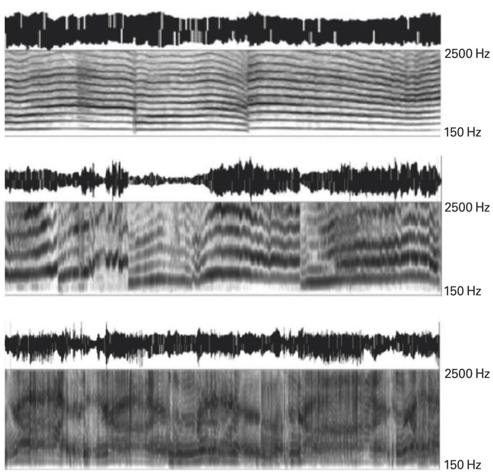 Listen between the Cries | Scientific American