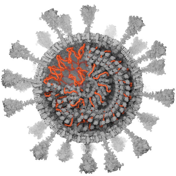 virus cell model