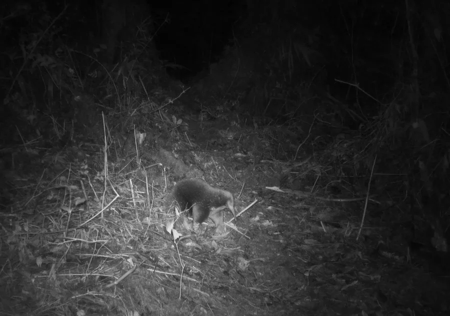 Camera trap photo of Attenborough’s long-beaked echidna.