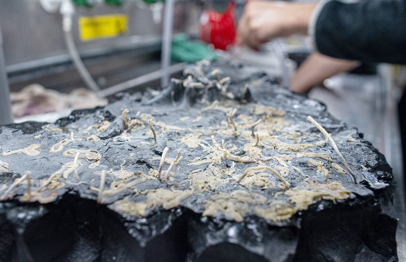 A rock crust sample, flipped upside down, reveals Oasisia and Riftia tubeworms, as well as other organisms.