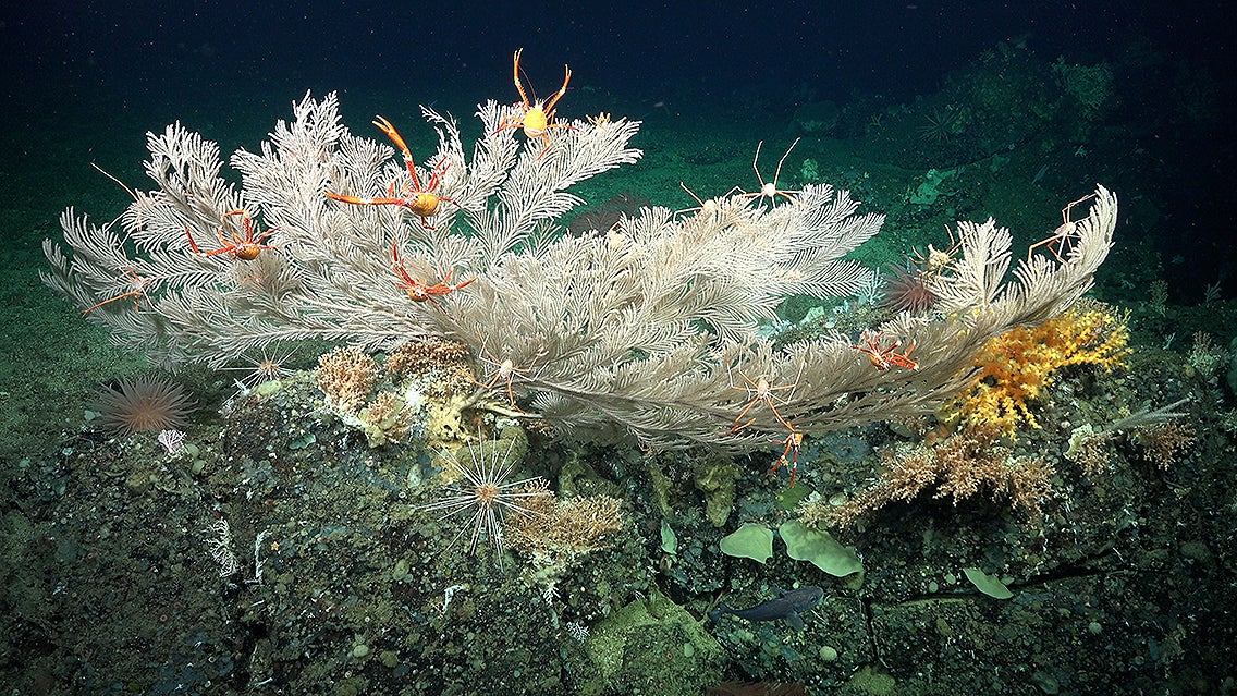 Brittle stars are entwined in a coral structure growing on a vertical wall of rock. They were documented on the deepest dive of the expedition to the west of Fernandina Island, where ROV SuBastian dove on a rift zone near the active volcano.