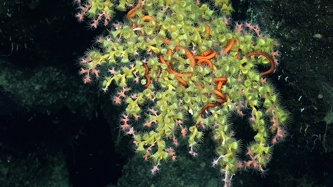 An area of biodiversity (including corals, crustaceans, urchins, anemones, and more) on Cacho De Coral, a newly discovered pristine coral reef.