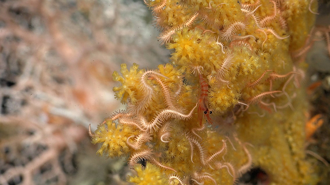 A laser scan shows a sea anemone perched on a rock with a small patch of cold-water coral to the left.