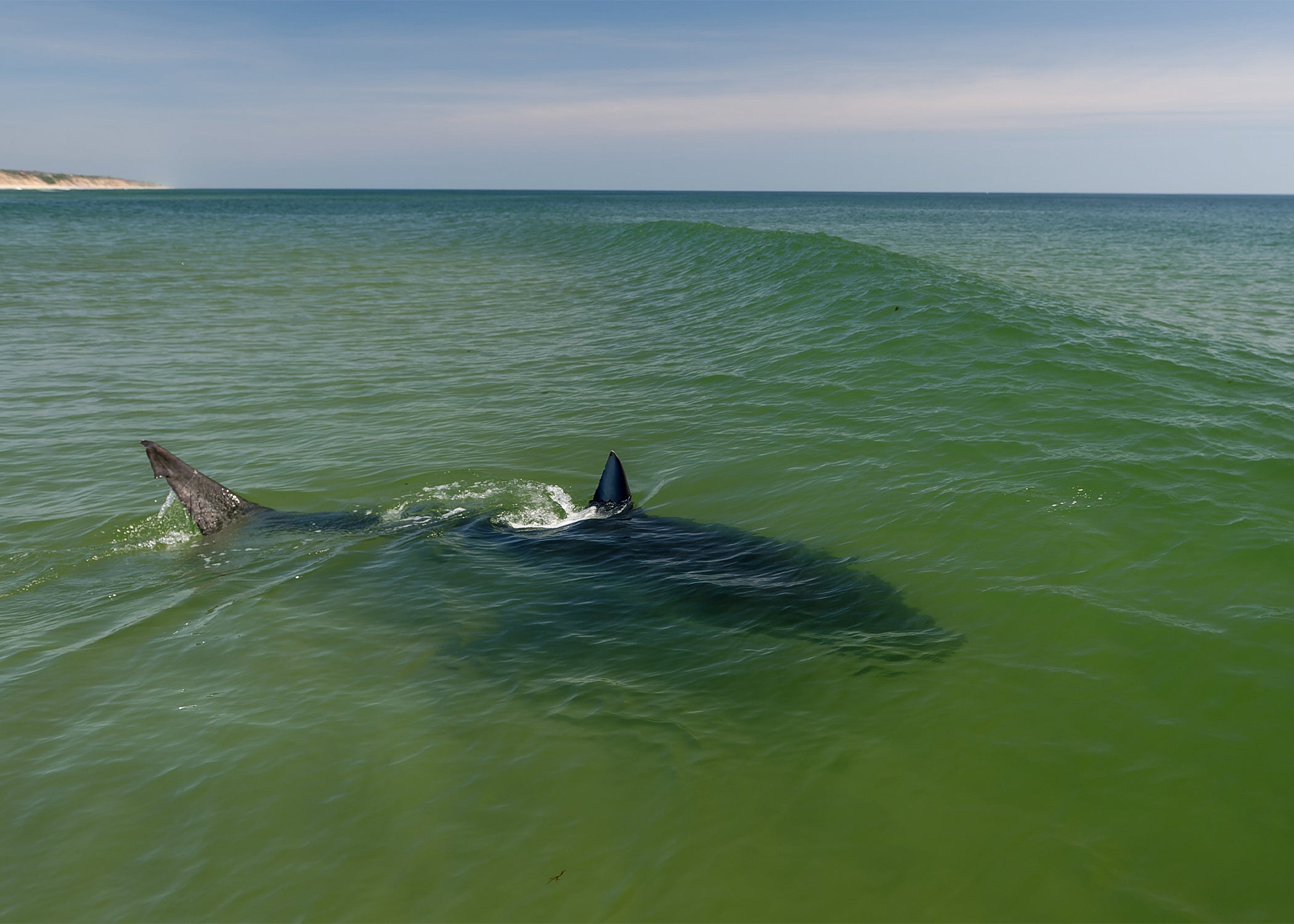 A 15-foot female white shark hunts at the edge of the surf-break along popular Coast Guard Beach, Eastham, on Cape Cod.