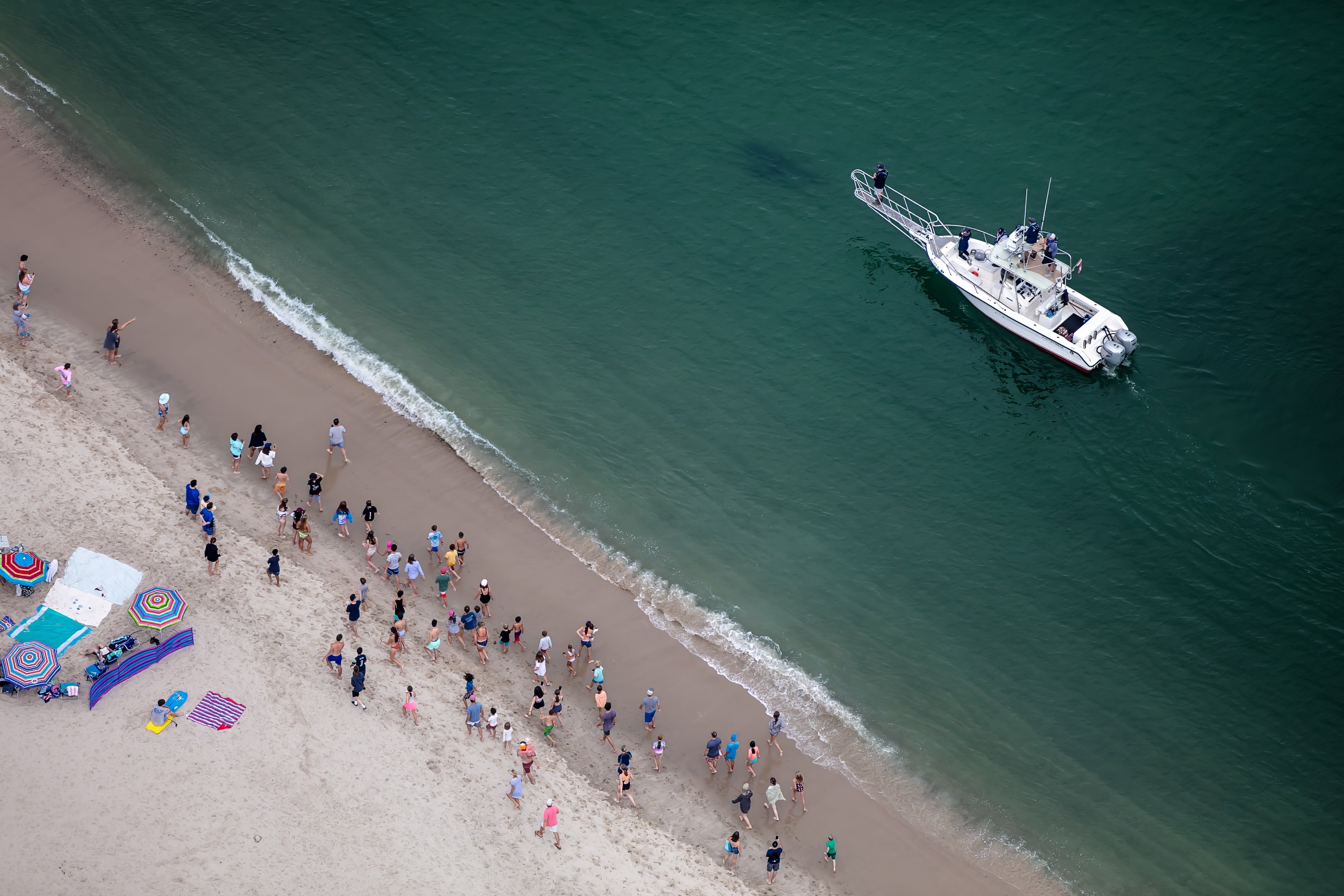 A tagged shark called “Mr. Spotclaw” is followed by Atlantic White Shark Conservancy researchers on theAleutian Dreamas dozens of beachgoers watch from Nauset Beach in Orleans on Cape Cod, Mass.