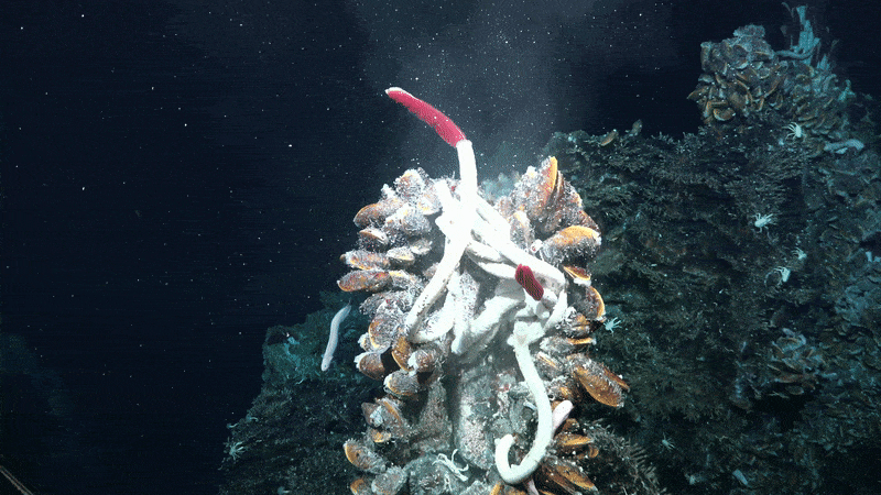 Superheated fluid streams past tubeworms and other creatures that dwell around hydrothermal vents on the East Pacific Rise.