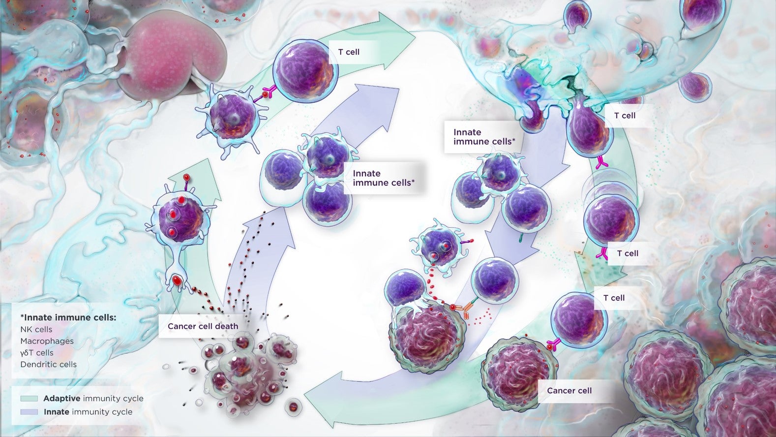 Why Innate Immunity Could Be the Key to Improving Cancer Care ...