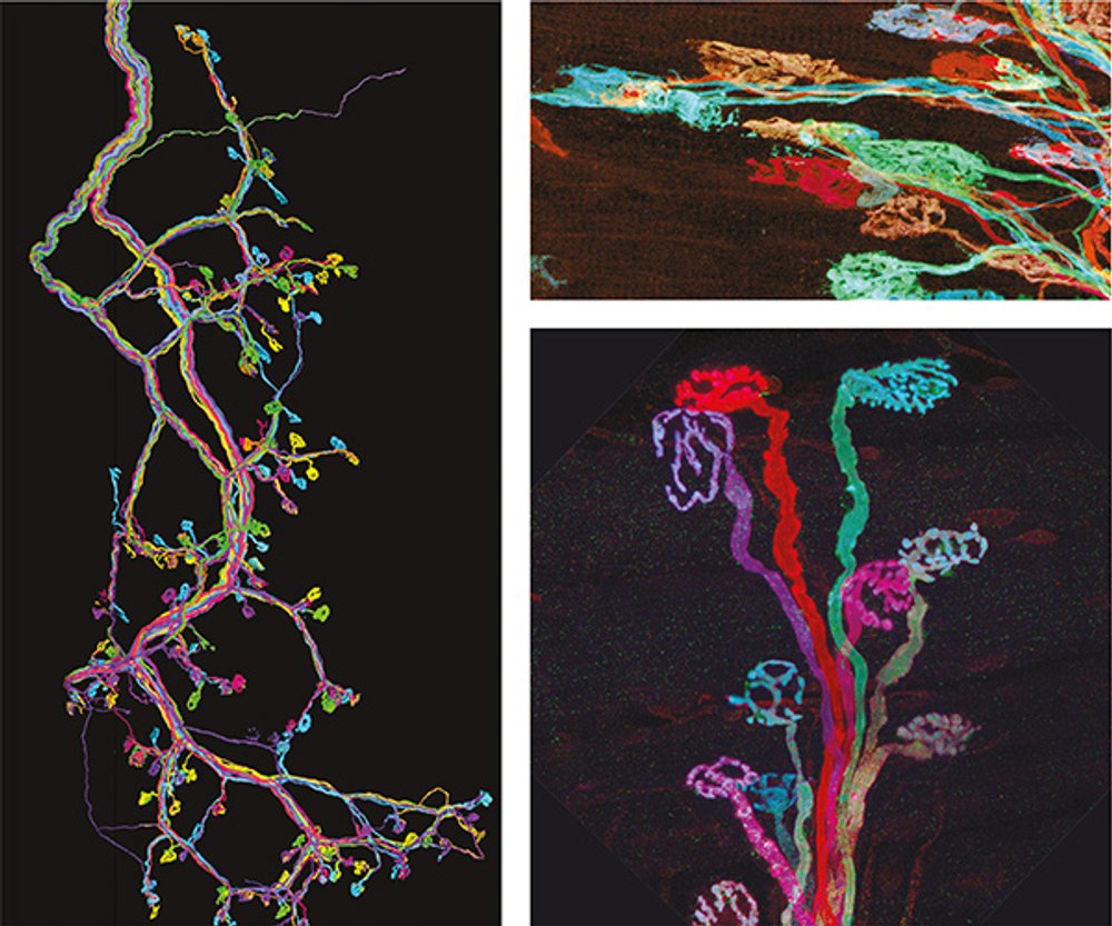 The Brainbow Connection: Viewing Nerve Cells in Living Color ...