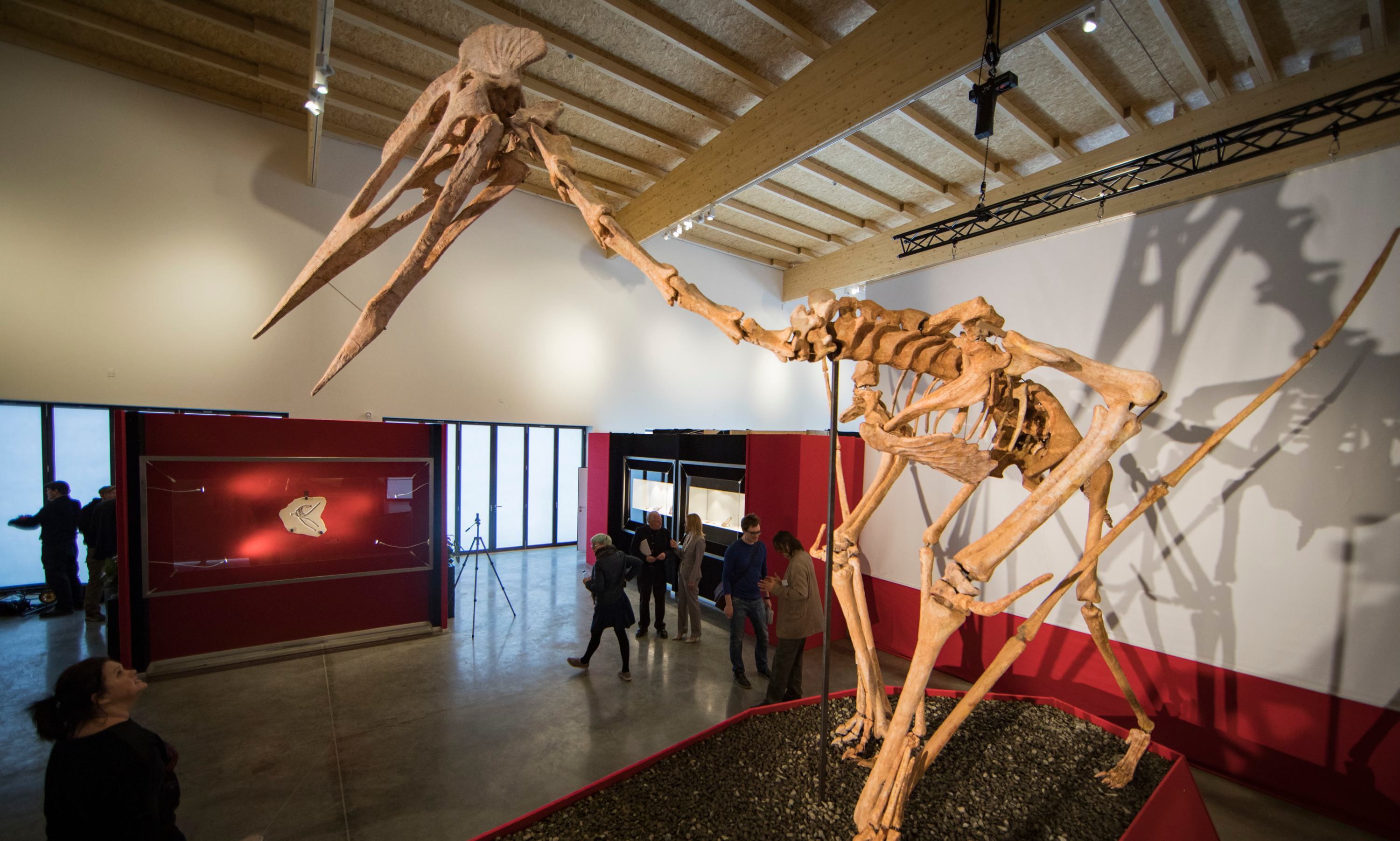 Meet "Dracula," the Largest Pterosaur Found to Date - Scientific American