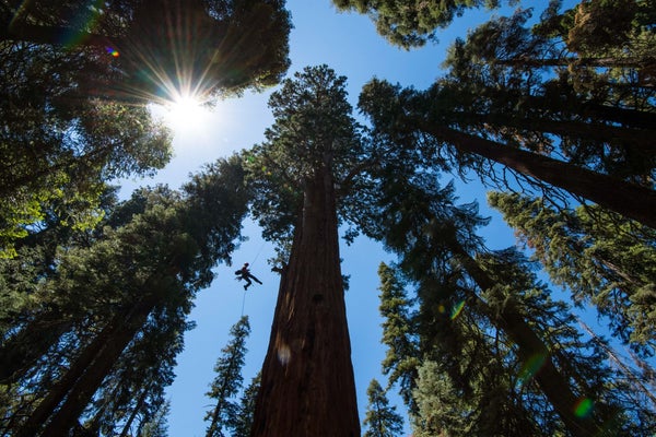 Are Giant Sequoia Trees Succumbing to Drought? | Scientific American