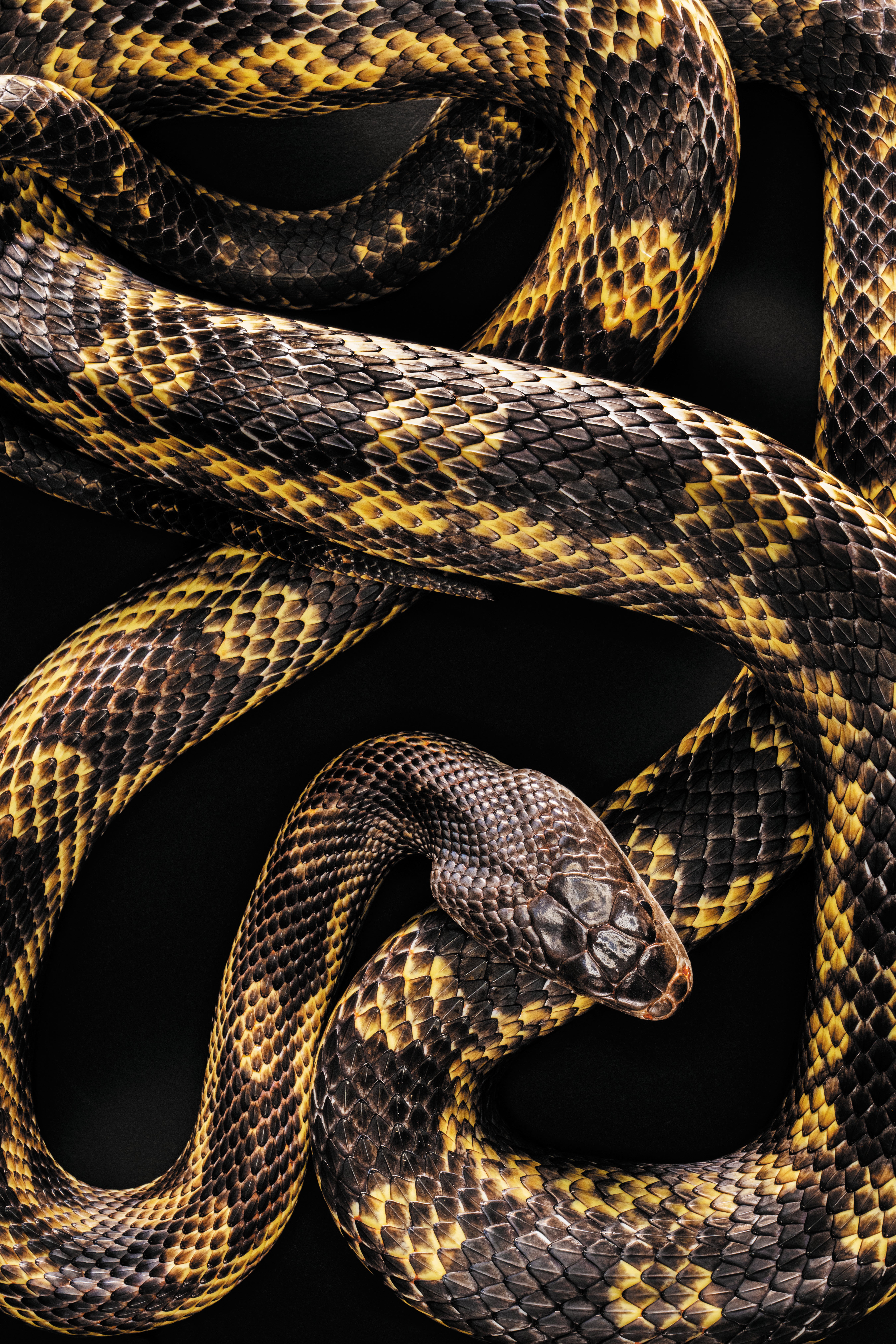 Yellow-and-black-striped snake shown at medium distance. with coils and folds of the body shown against a black backdrop.