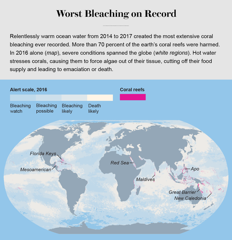 Staghorn coral studies show promise for global warming–resistant reefs – NU  Sci Magazine