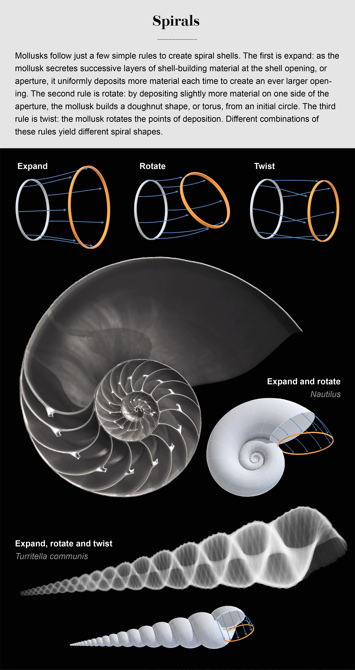 How Seashells Take Shape - Scientific American