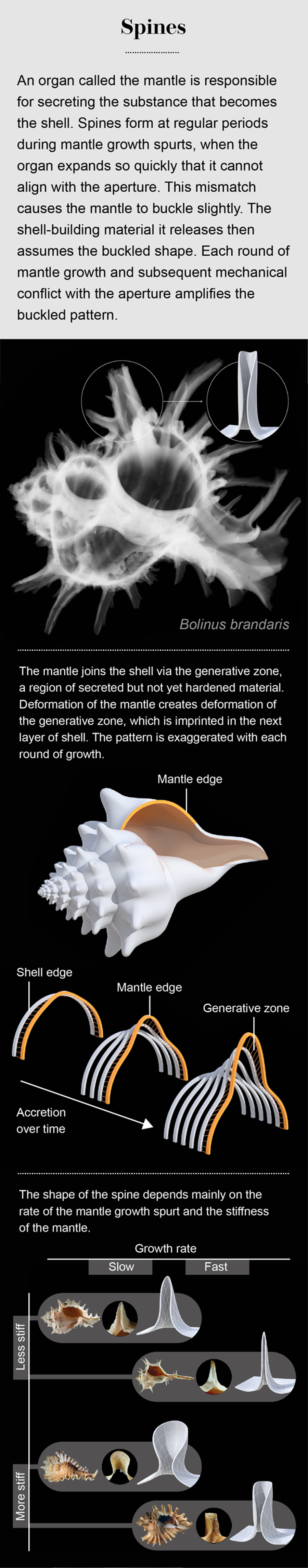 How Seashells Take Shape Scientific American