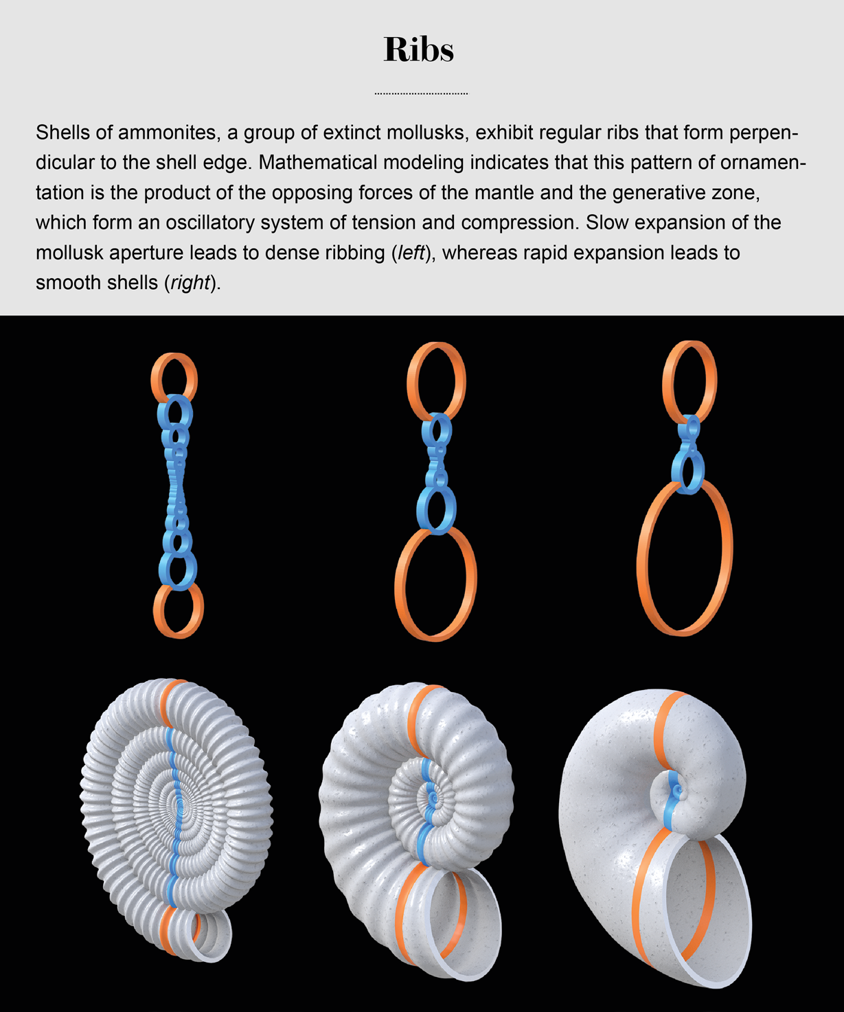 How Seashells Take Shape Scientific American