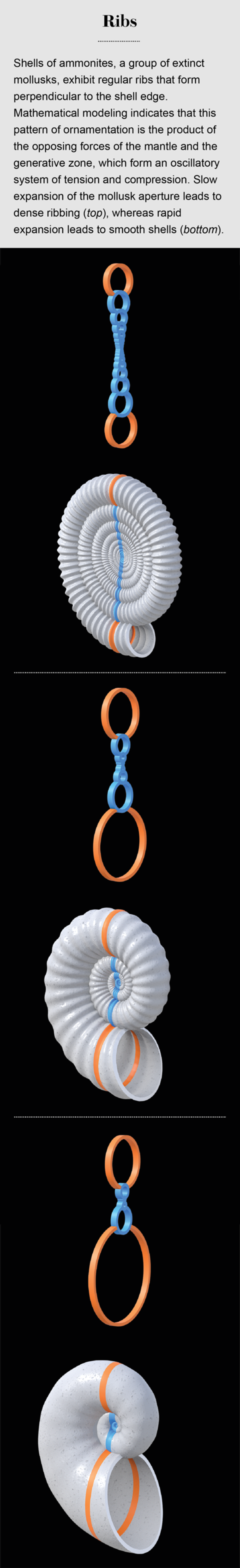 How Seashells Take Shape Scientific American