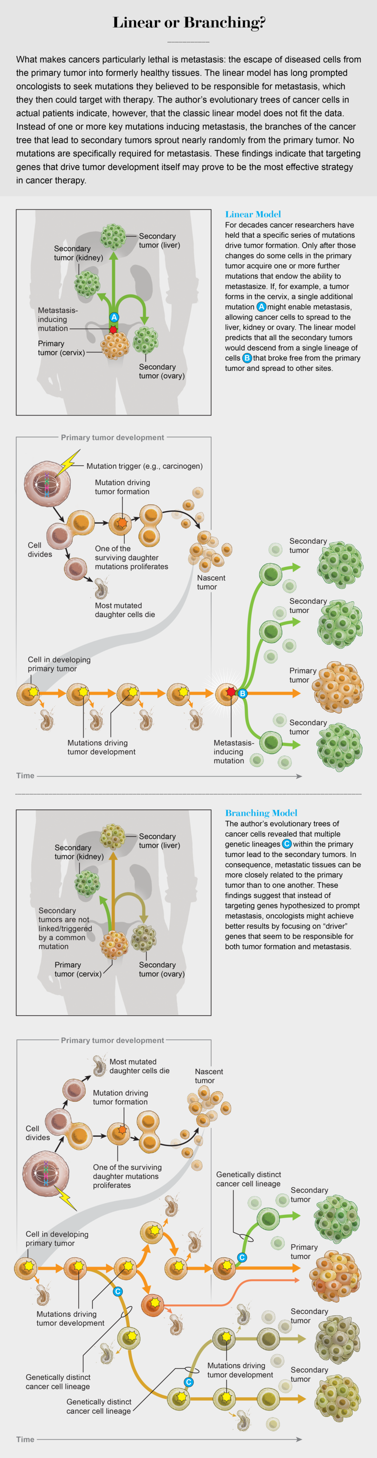 Evolution Research Could Revolutionize Cancer Therapy - Scientific