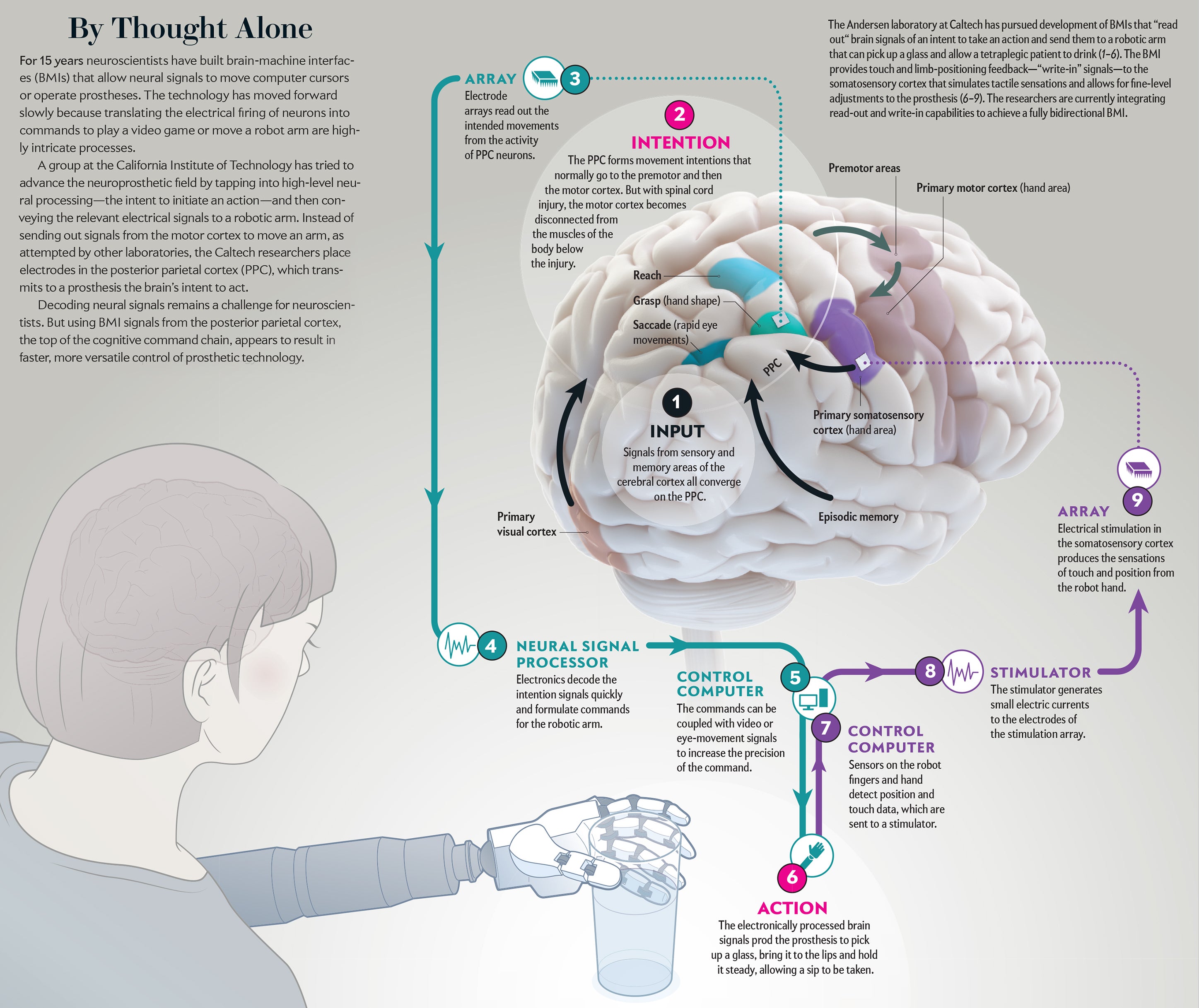 Neuroscientists Decrypt the Mystery of Rapid Eye Movements