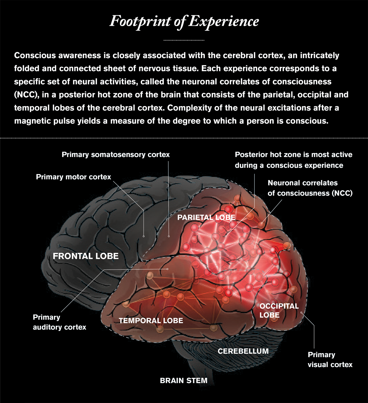 What Is Consciousness Scientific American - 