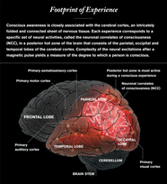 What Is Consciousness Scientific American