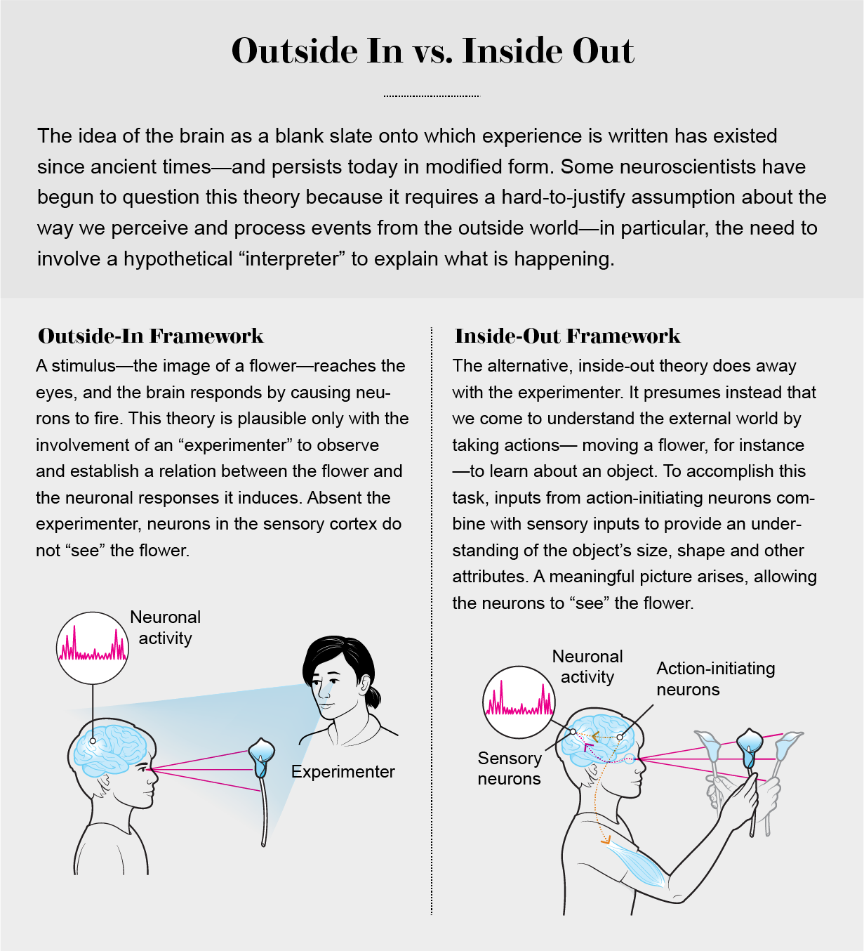 Graphic explains outside-in versus inside-out framework using the example of how neurons in the brain might “see” a flower.