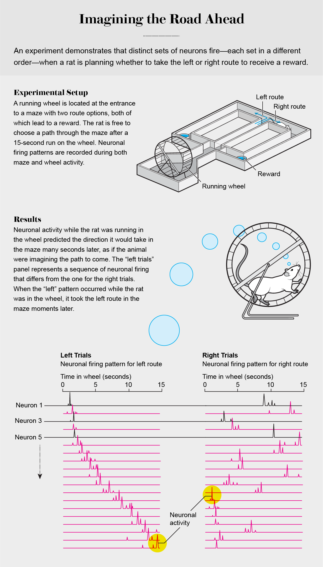 Graphic shows an experiment where a rat’s neuronal firing pattern indicates the direction of its planned route to a reward.