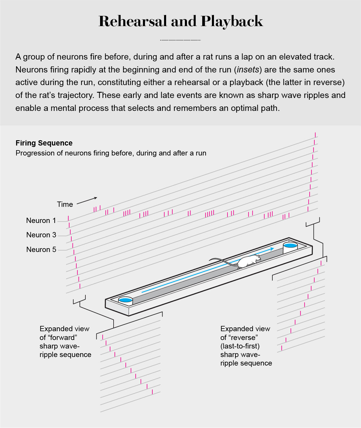 Graphic shows neuron firing pattern when a rat runs on a track. A preview fires before the run and a reversed pattern after.