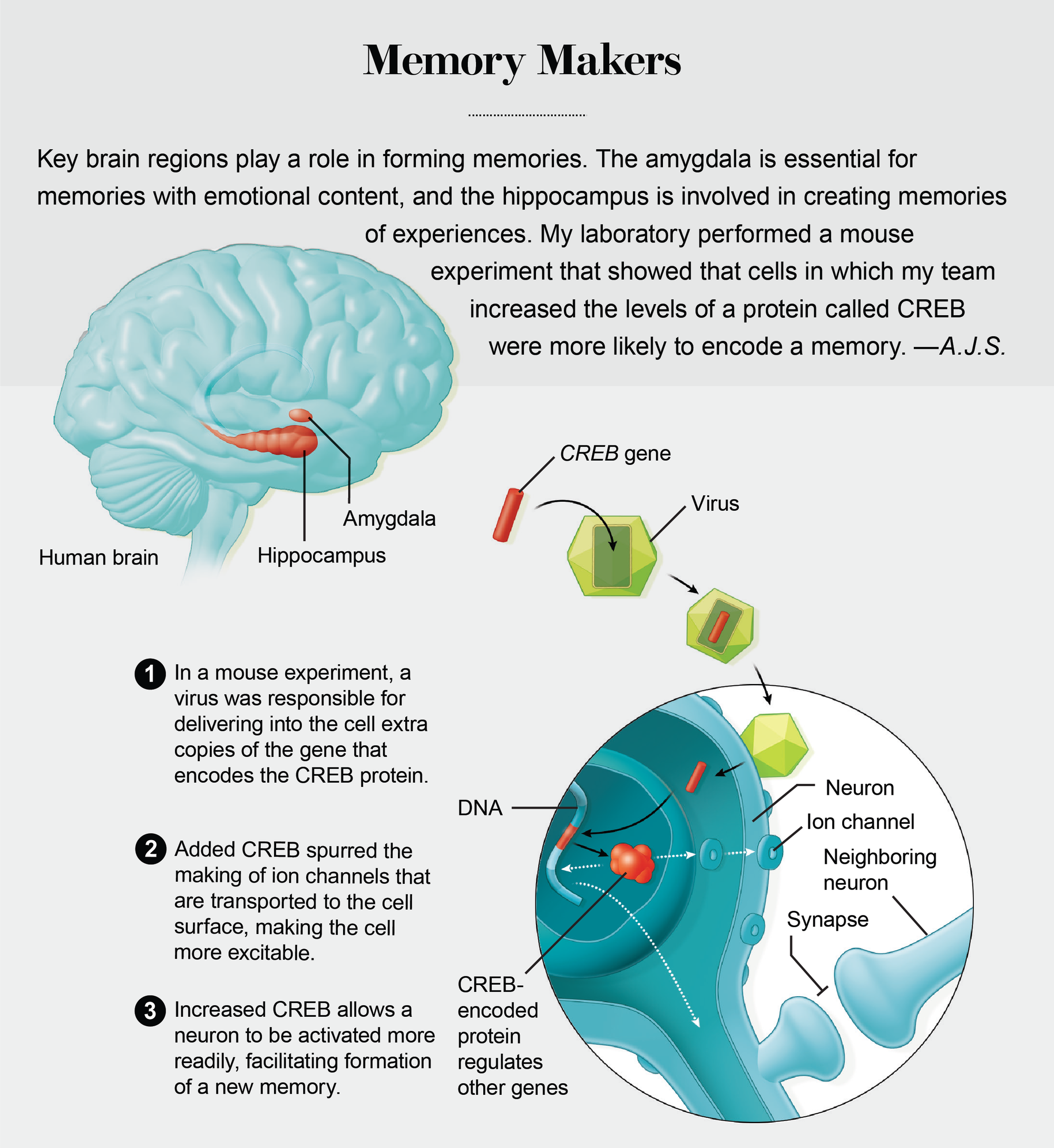 How Our Brains Make Memories, Science