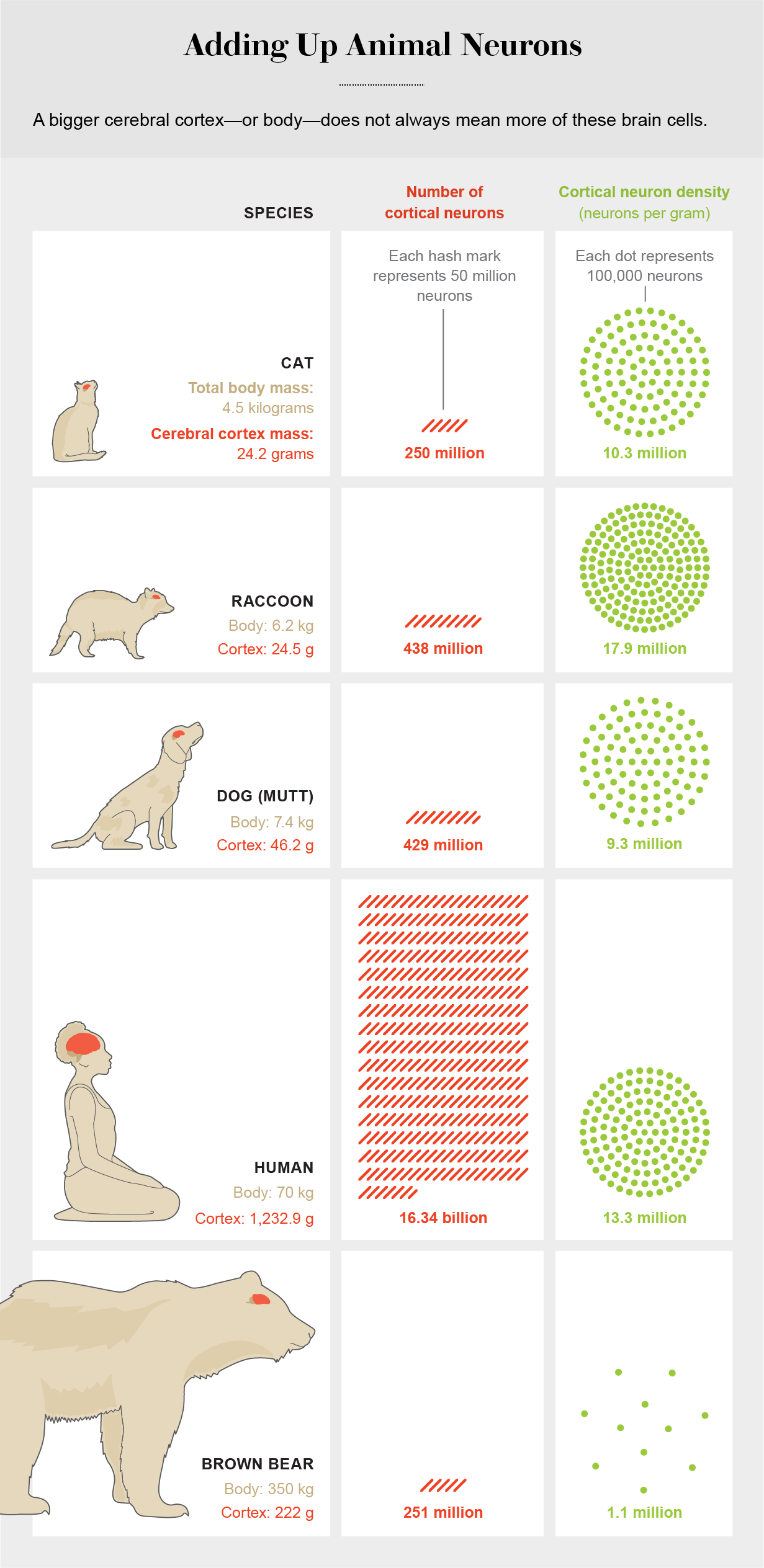 are cats brains bigger than dogs