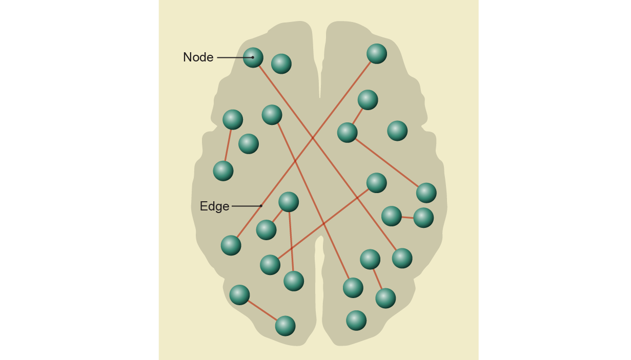 Dorsal brain cross-section shape is dotted with spheres, or nodes. Many are connected to other nodes with lines, or edges.
